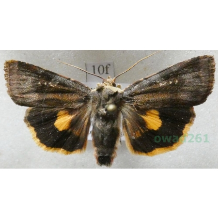 Noctua janthina Denis & Schiffermüller, 1775 Rolnica przepaska Czech10f